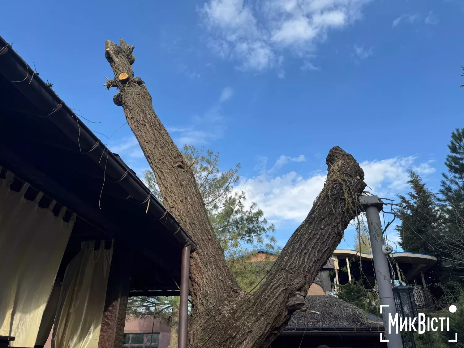 Спиляна 88-річна верба біля альтанки ресторану «Фенікс» на Набережній. Фото: НикВести