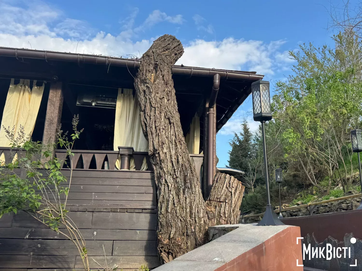 Спиляна 88-річна верба біля альтанки ресторану «Фенікс» на Набережній. Фото: НикВести