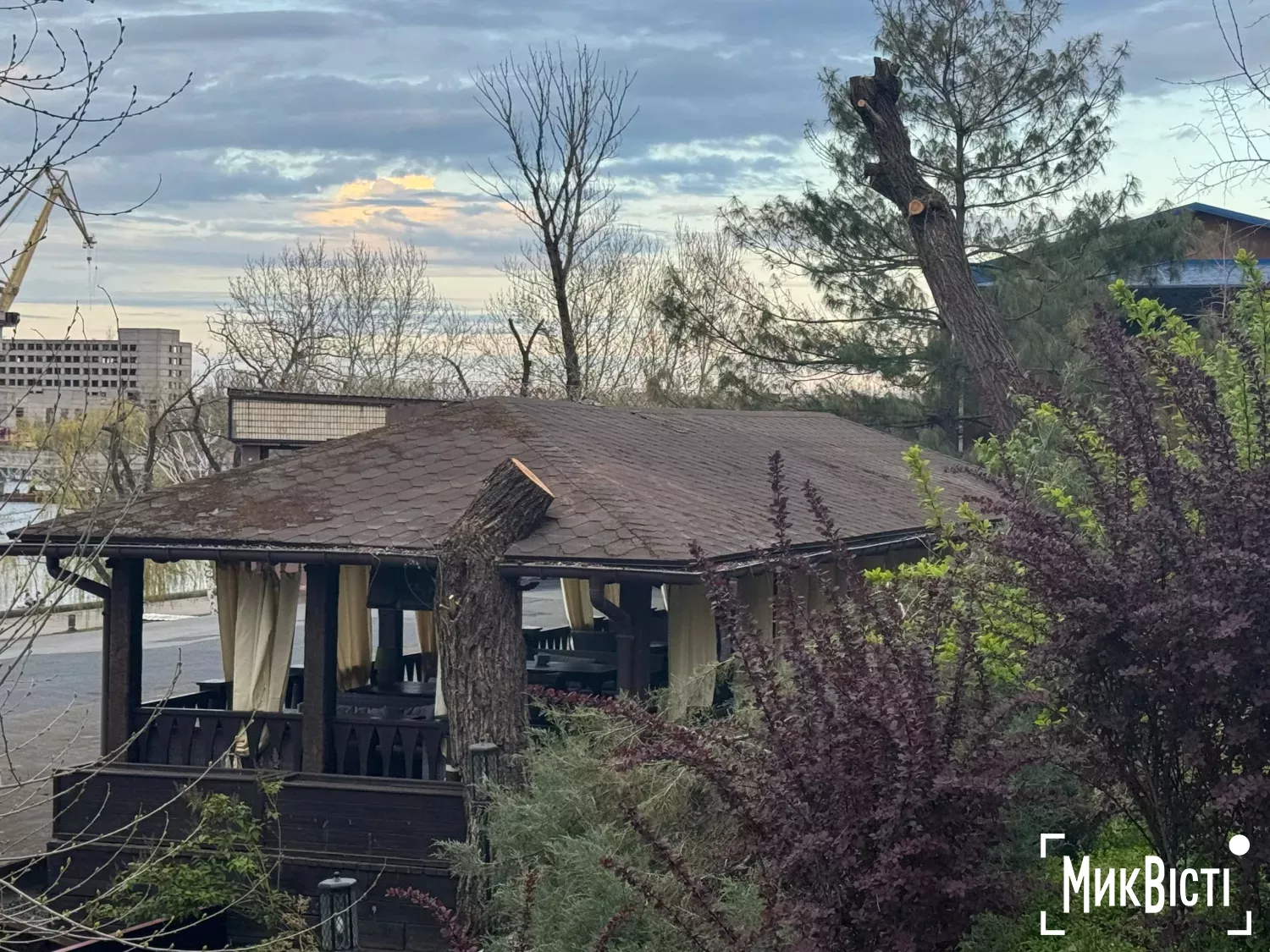 Спиляна 88-річна верба біля альтанки ресторану «Фенікс» на Набережній. Фото: НикВести