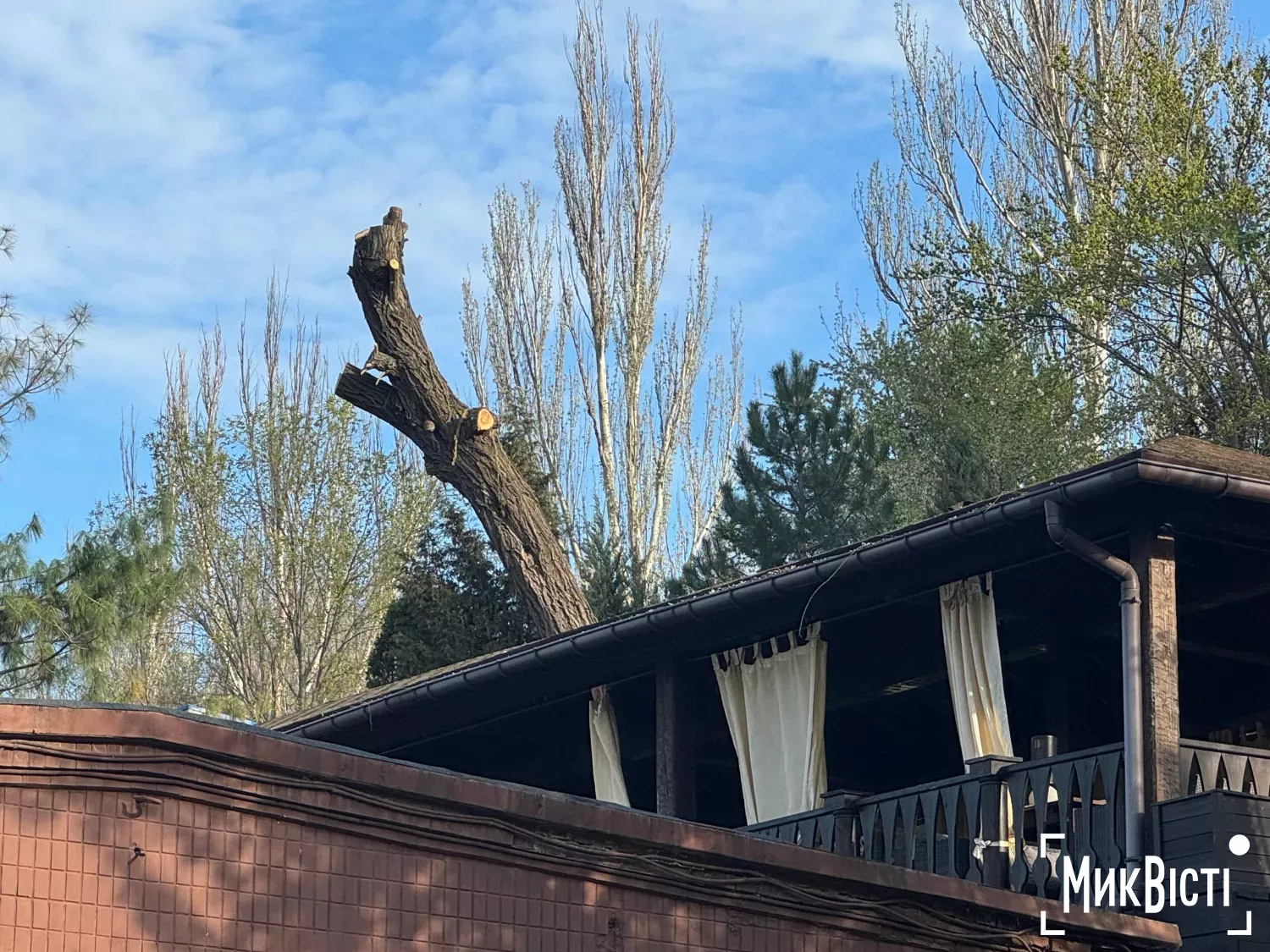 Спиляна 88-річна верба біля альтанки ресторану «Фенікс» на Набережній. Фото: НикВести