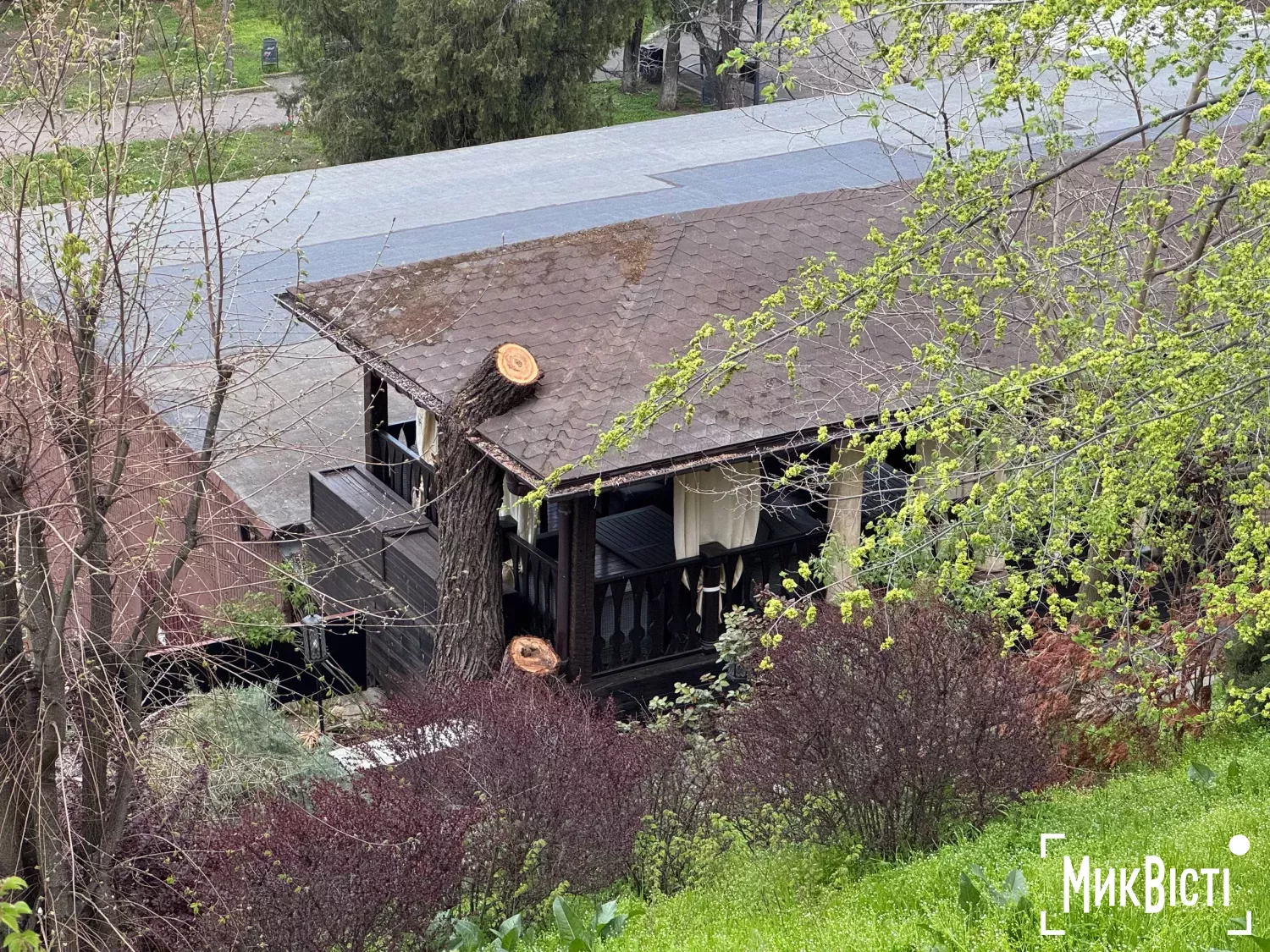 Спиляна 88-річна верба біля альтанки ресторану «Фенікс» на Набережній. Фото: НикВести