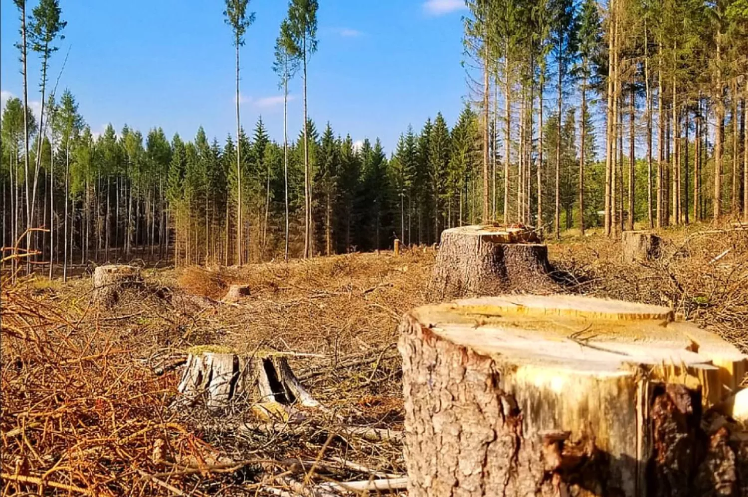 Ілюстративне фото, The Leaflet