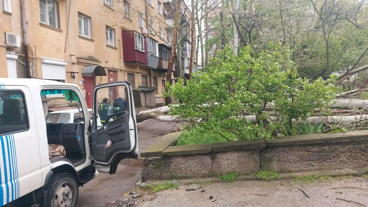 Через вітер і дощ у Миколаєва падають дерева. Фото: Миколаївські парки