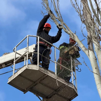 Через вітер і дощ у Миколаєва падають дерева. Фото: Миколаївські парки