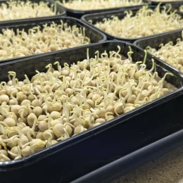 Екопростір з вирощування мікрозелені. Фото: МикВісті