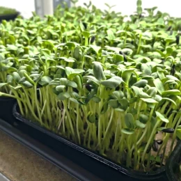 Екопростір з вирощування мікрозелені. Фото: МикВісті