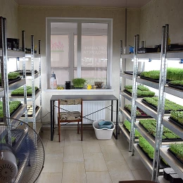 Екопростір з вирощування мікрозелені. Фото: МикВісті