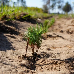 На Миколаївщині розпочали відновлення лісів, знищених під час боїв Миколаїв. Фото: Миколаївська ОВА