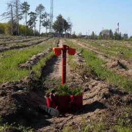 На Миколаївщині розпочали відновлення лісів, знищених під час боїв Миколаїв. Фото: Миколаївська ОВА