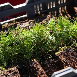 На Миколаївщині розпочали відновлення лісів, знищених під час боїв Миколаїв. Фото: Миколаївська ОВА