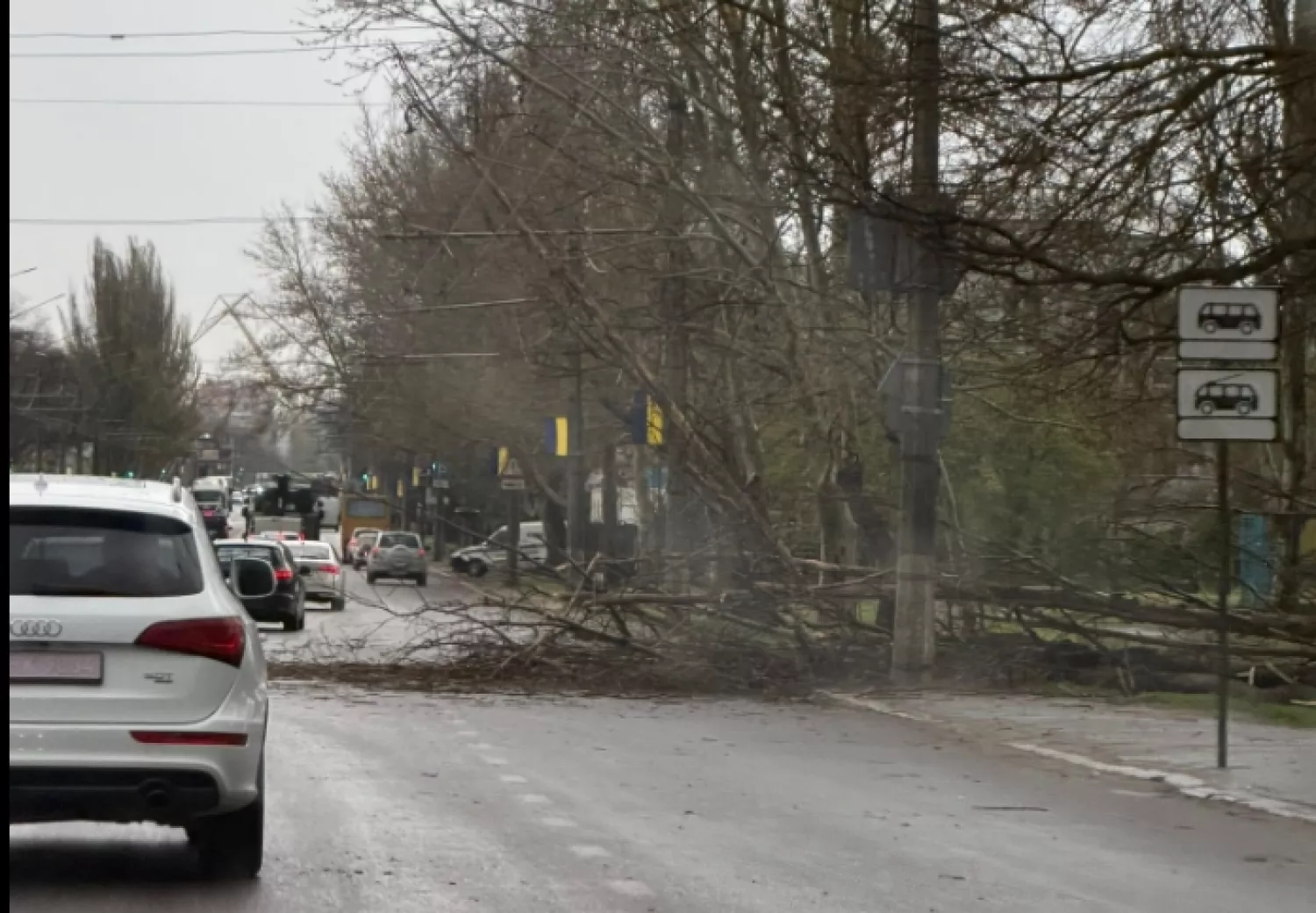 У Соляних через падіння дерева затримується рух тролейбусів. Фото: Миколаївелектротранс