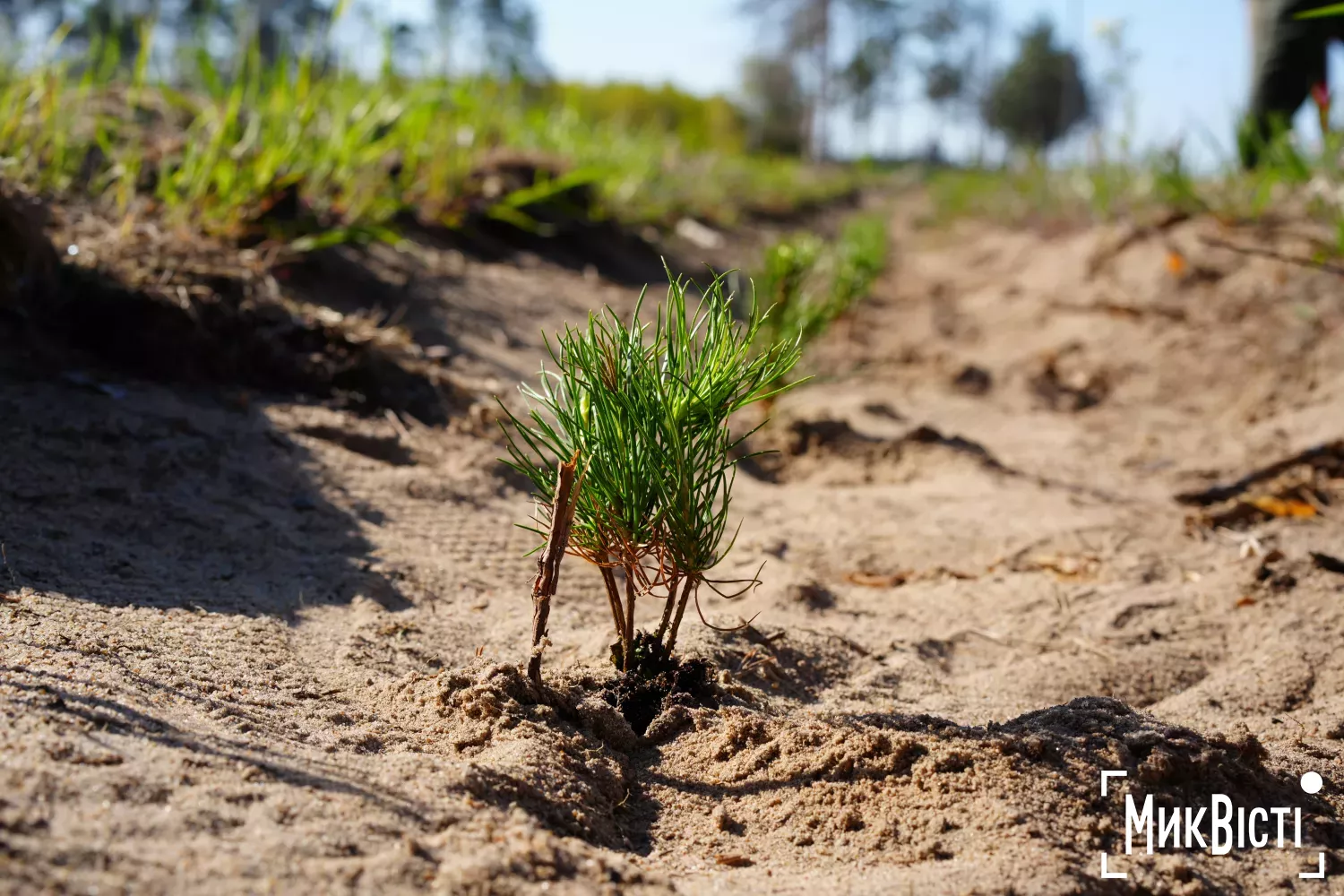 У Галицинівці на Миколаївщині висаджують ліс після пожеж через війну. Фото: НикВести