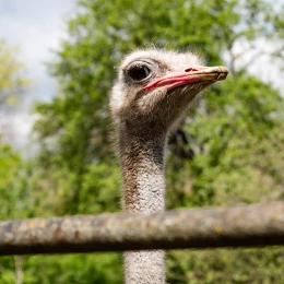 Миколаївський зоопарк, квітень 2026 року. Фото: НикВести, Сергій Овчаришин