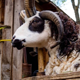 Миколаївський зоопарк, квітень 2026 року. Фото: НикВести, Сергій Овчаришин