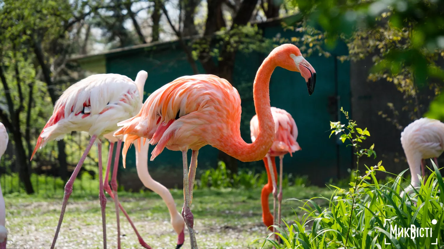 Миколаївський зоопарк, квітень 2026 року. Фото: НикВести, Сергій Овчаришин