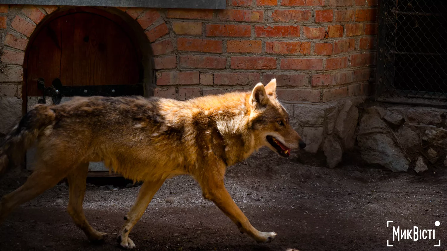 Миколаївський зоопарк, квітень 2026 року. Фото: НикВести, Сергій Овчаришин