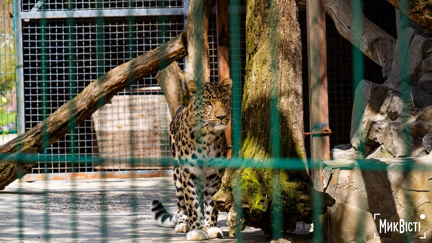 Миколаївський зоопарк, квітень 2026 року. Фото: НикВести, Сергій Овчаришин