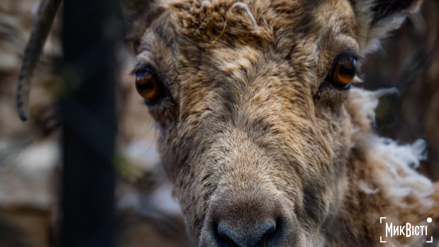 Миколаївський зоопарк, квітень 2026 року. Фото: НикВести, Сергій Овчаришин