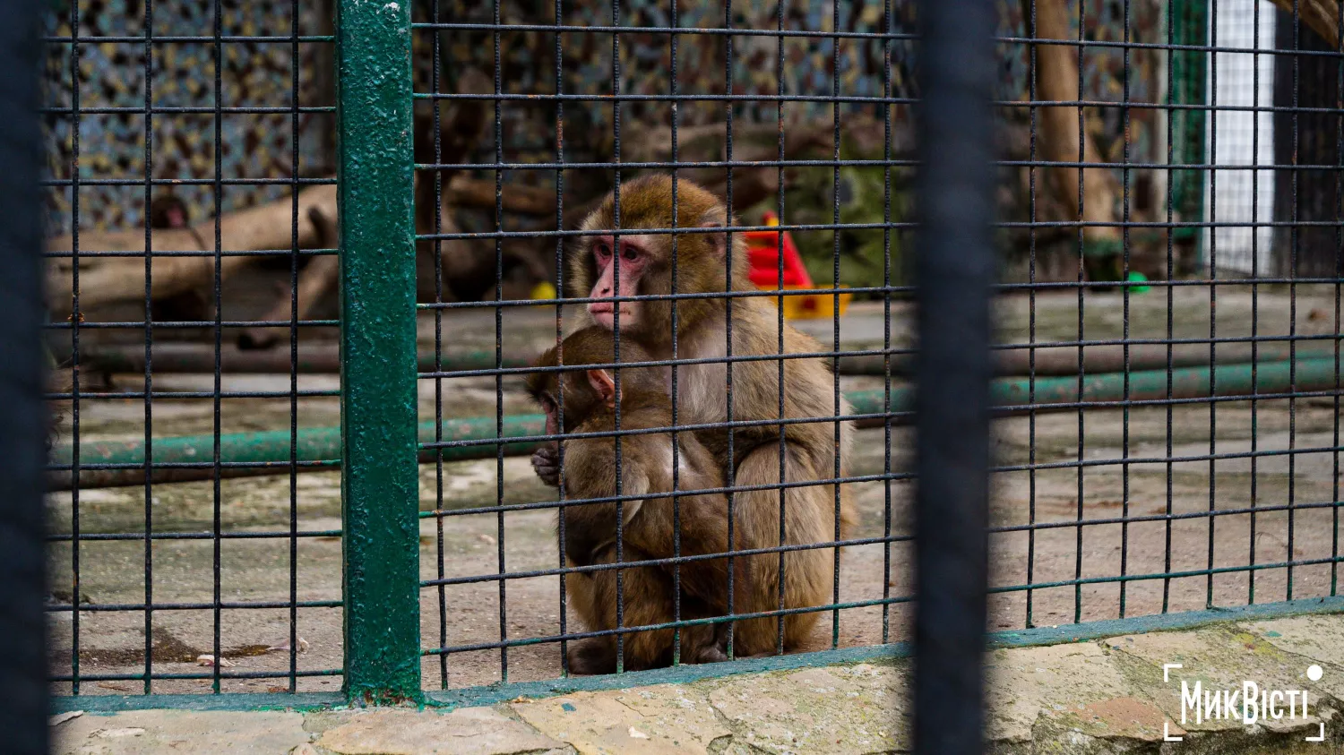 Миколаївський зоопарк, квітень 2026 року. Фото: НикВести, Сергій Овчаришин