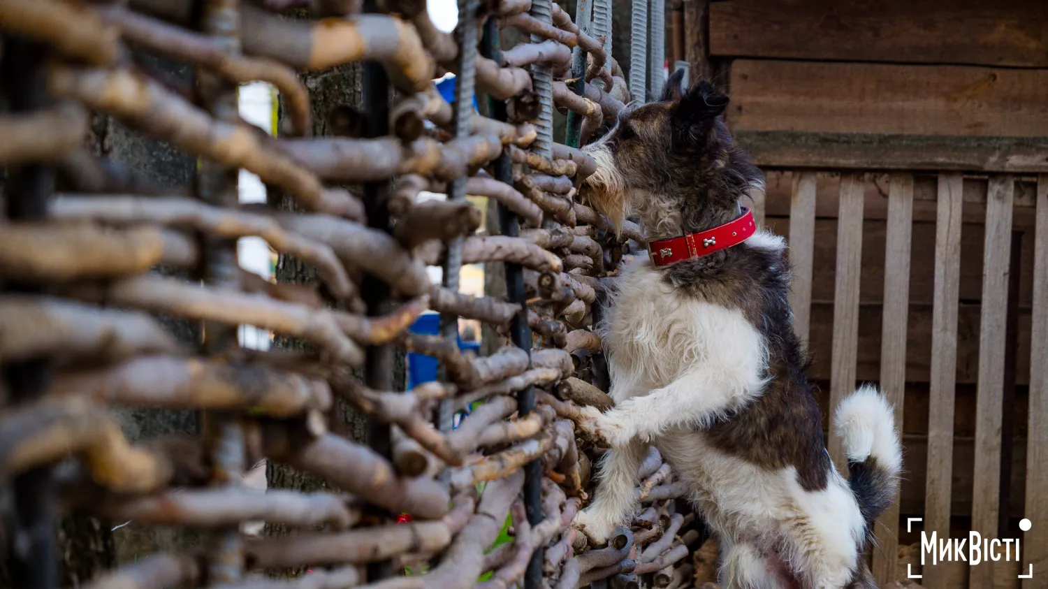 Миколаївський зоопарк, квітень 2026 року. Фото: НикВести, Сергій Овчаришин