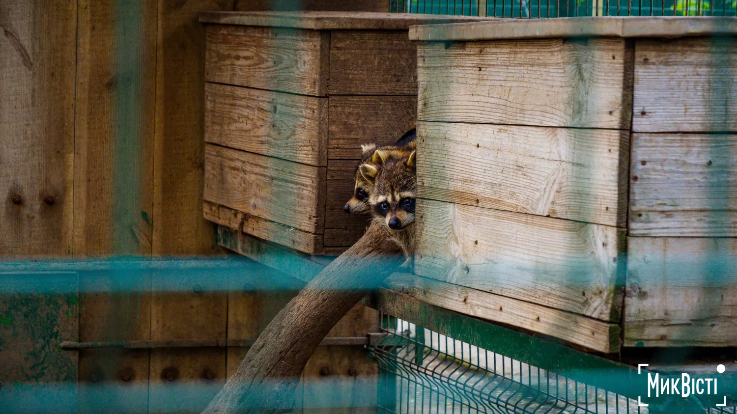 Миколаївський зоопарк, квітень 2026 року. Фото: НикВести, Сергій Овчаришин