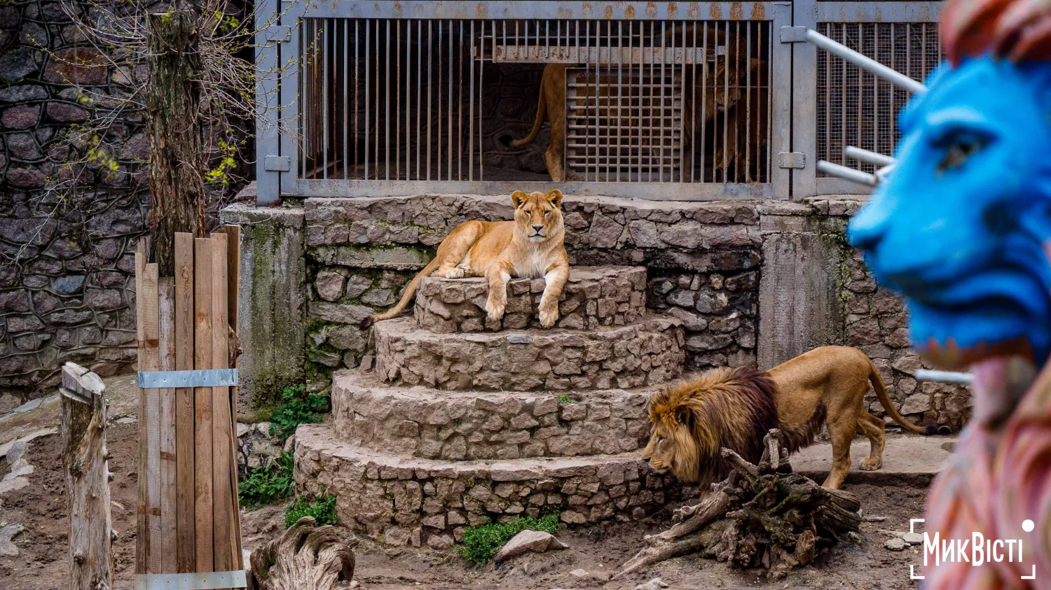 Миколаївський зоопарк, квітень 2026 року. Фото: НикВести, Сергій Овчаришин