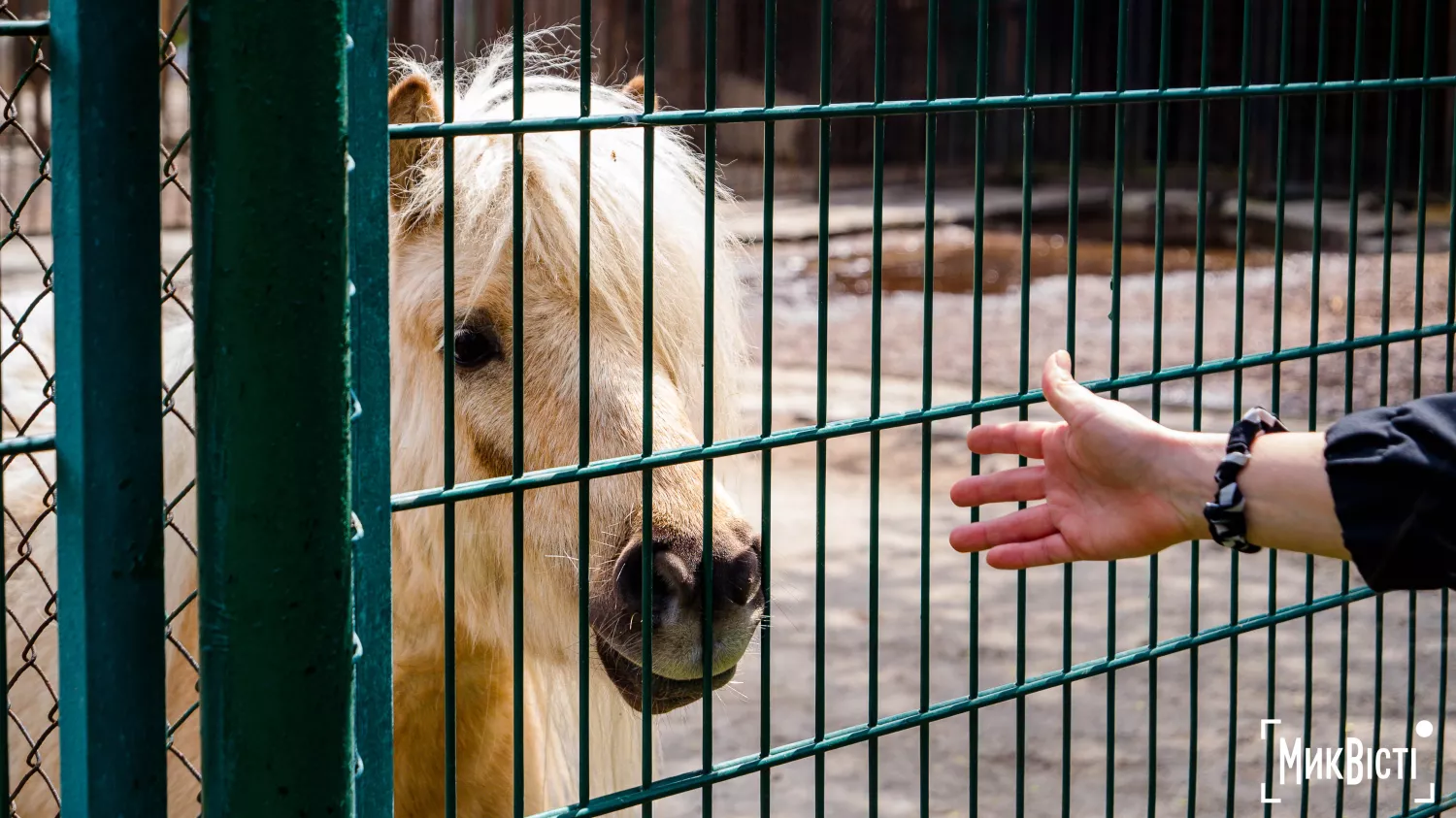 Миколаївський зоопарк, квітень 2026 року. Фото: НикВести, Сергій Овчаришин