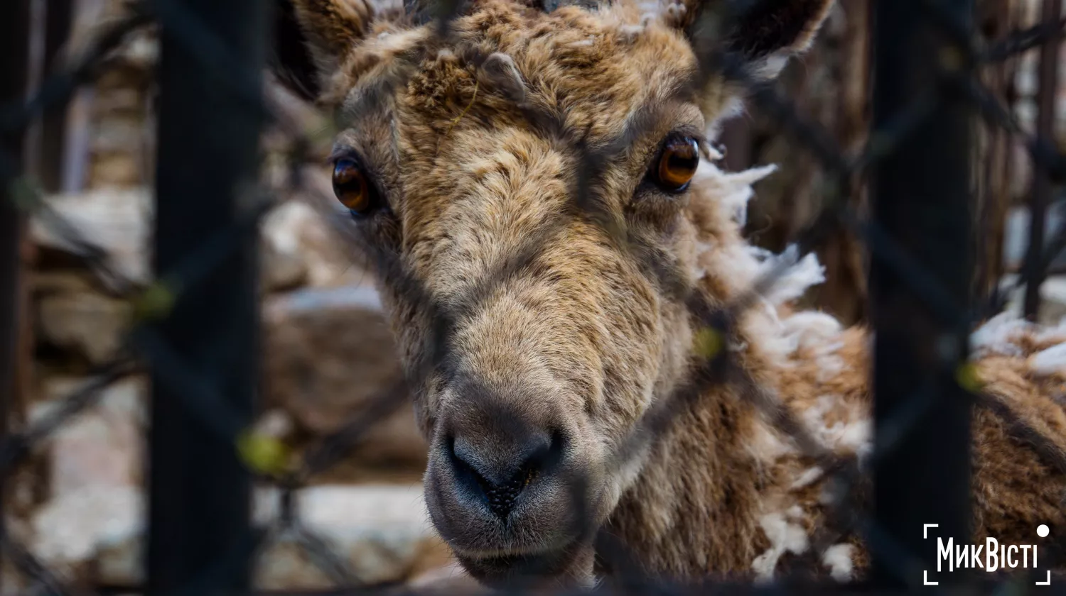 Миколаївський зоопарк, квітень 2026 року. Фото: НикВести, Сергій Овчаришин