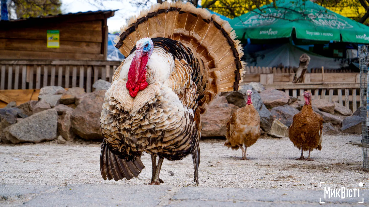 Миколаївський зоопарк, квітень 2026 року. Фото: НикВести, Сергій Овчаришин