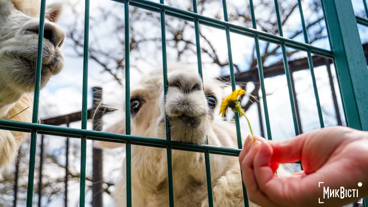 Миколаївський зоопарк, квітень 2026 року. Фото: НикВести, Сергій Овчаришин