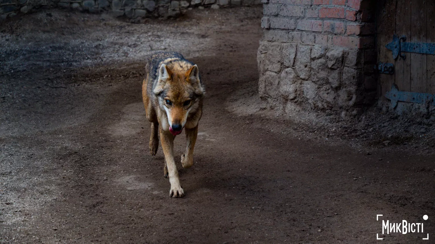 Миколаївський зоопарк, квітень 2026 року. Фото: НикВести, Сергій Овчаришин