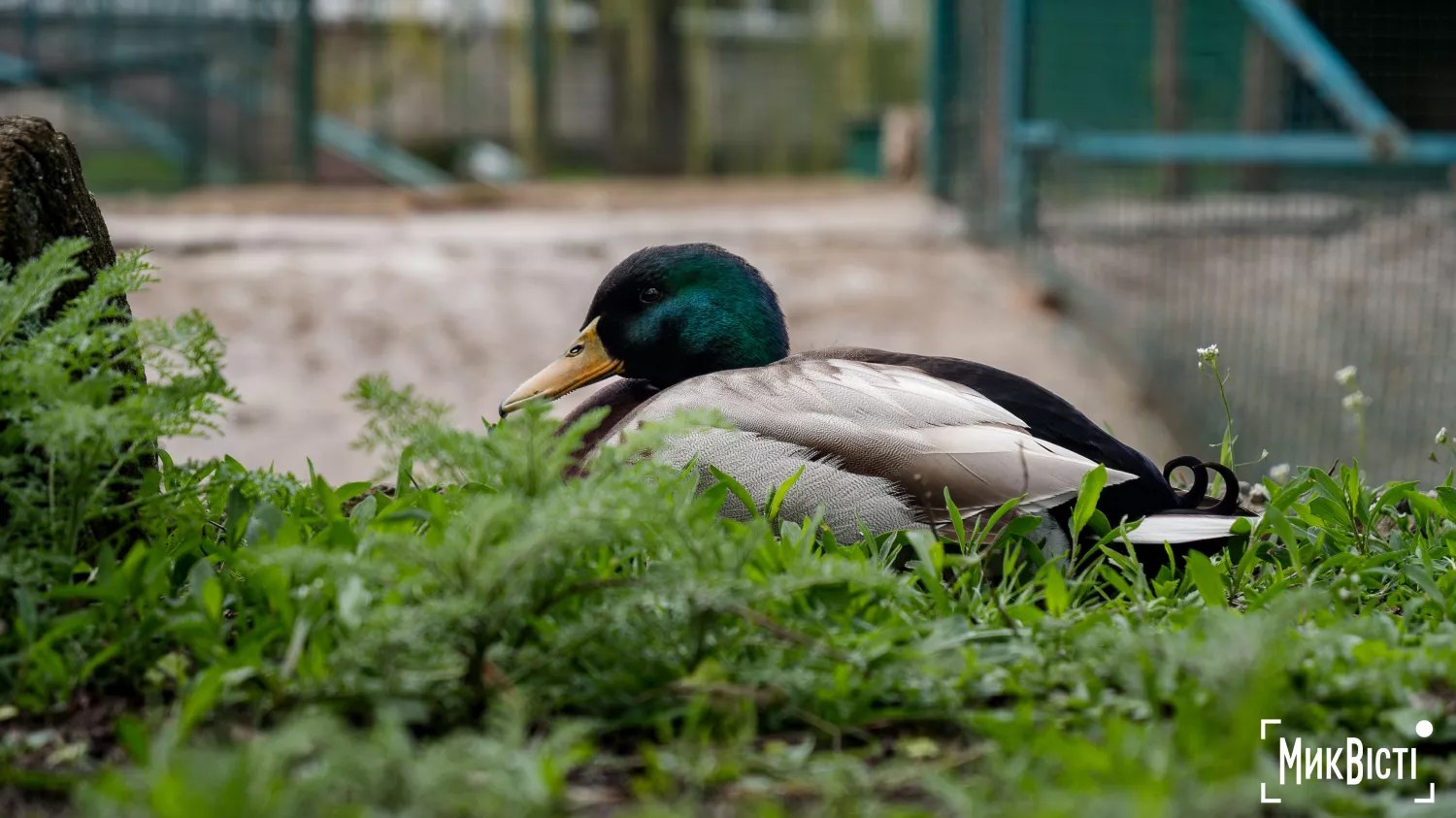 Миколаївський зоопарк, квітень 2026 року. Фото: НикВести, Сергій Овчаришин