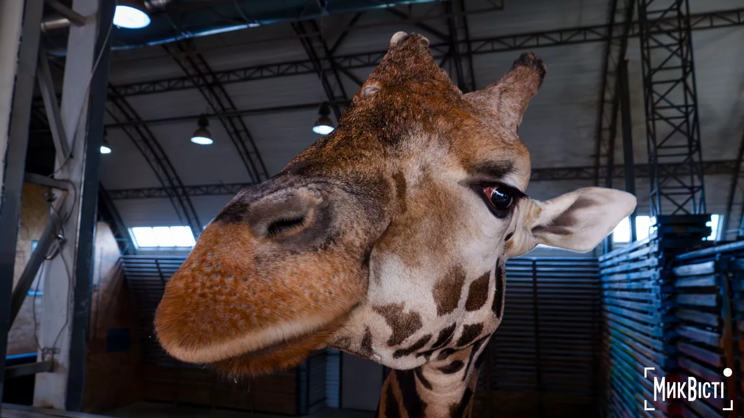 Миколаївський зоопарк, квітень 2026 року. Фото: НикВести, Сергій Овчаришин