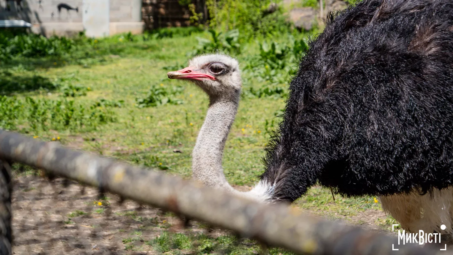 Миколаївський зоопарк, квітень 2026 року. Фото: НикВести, Сергій Овчаришин