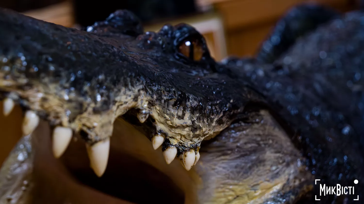 Миколаївський зоопарк, квітень 2026 року. Фото: НикВести, Сергій Овчаришин