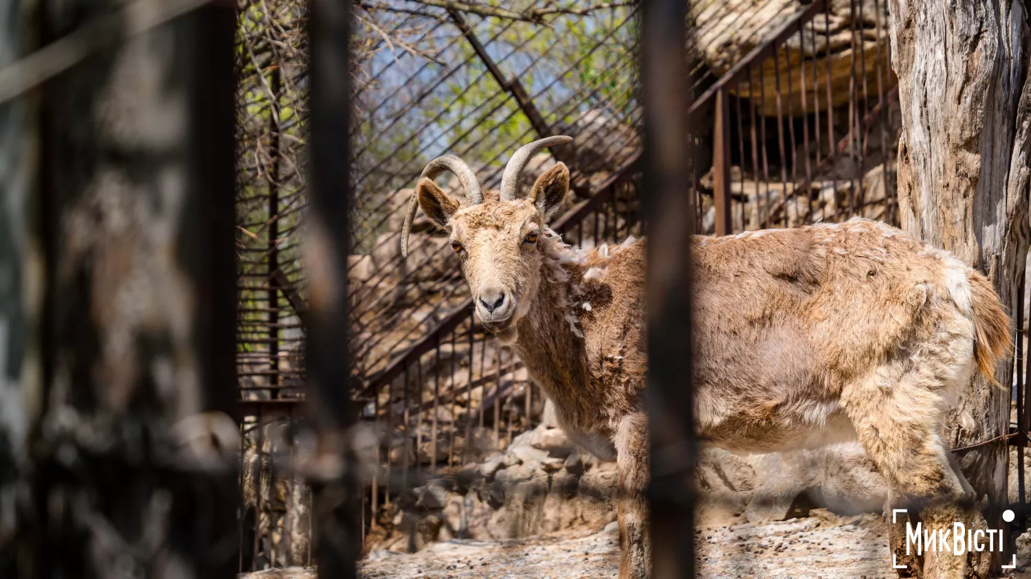 Миколаївський зоопарк, квітень 2026 року. Фото: НикВести, Сергій Овчаришин