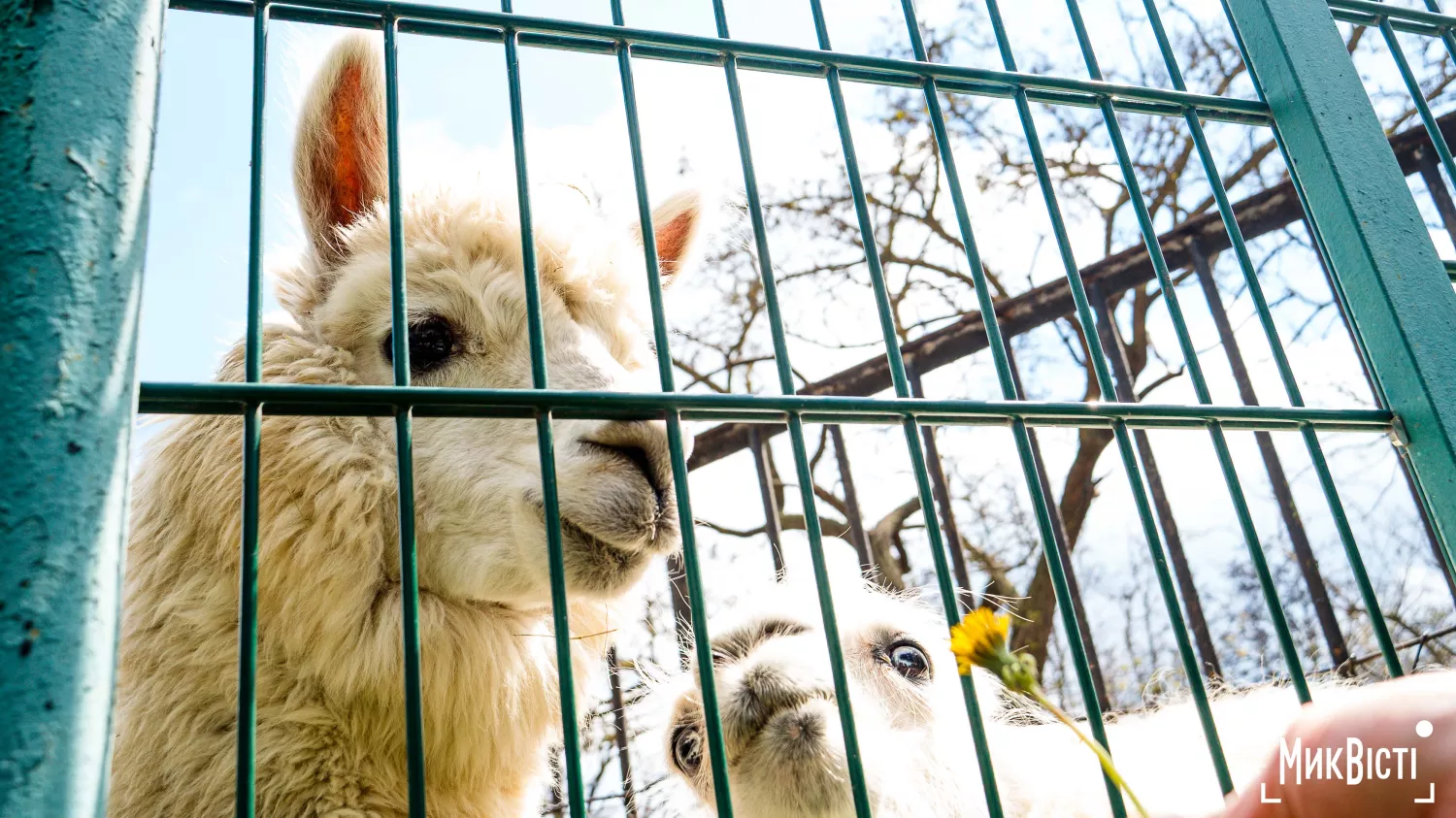 Миколаївський зоопарк, квітень 2026 року. Фото: НикВести, Сергій Овчаришин