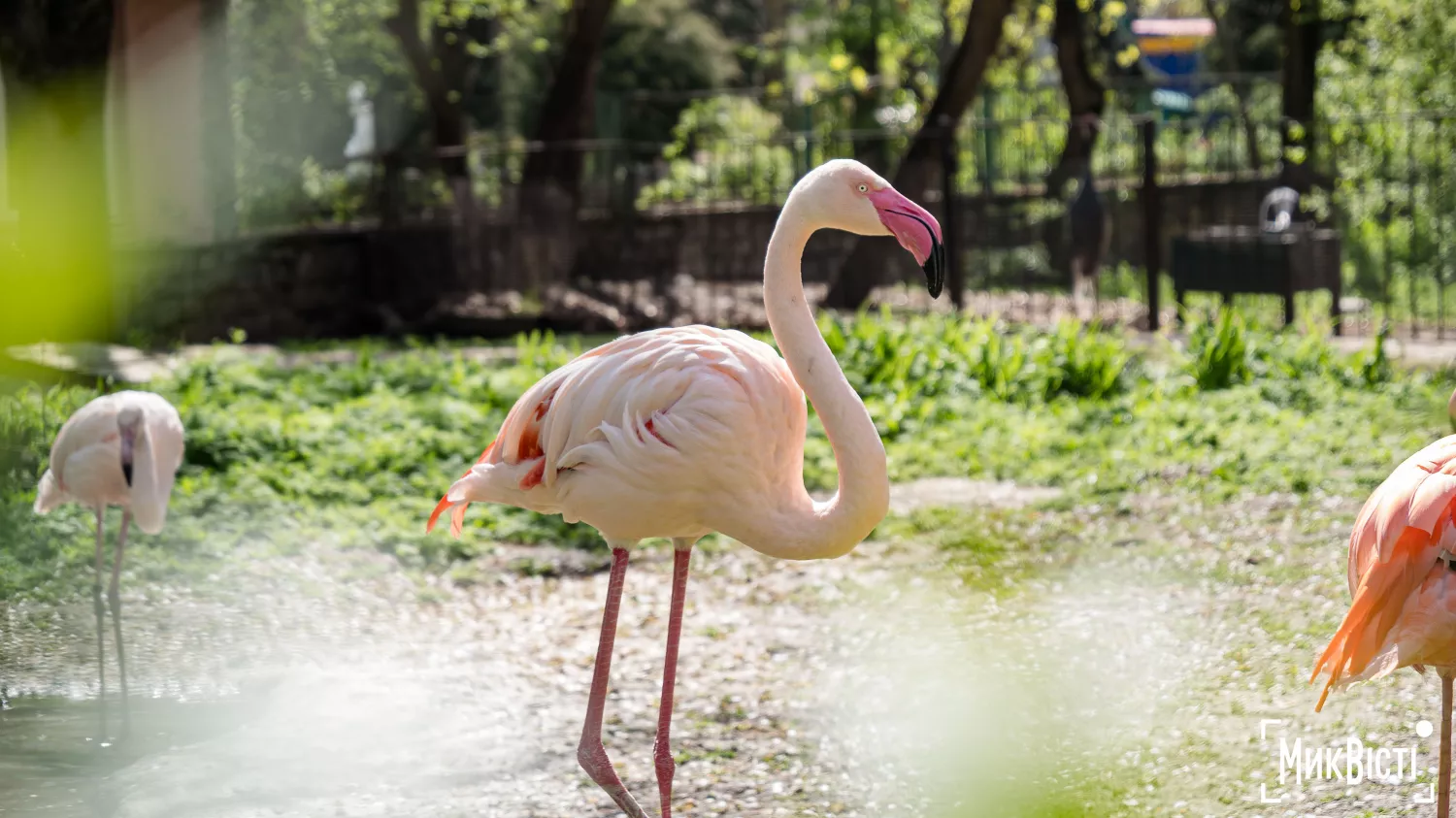 Миколаївський зоопарк, квітень 2026 року. Фото: НикВести, Сергій Овчаришин