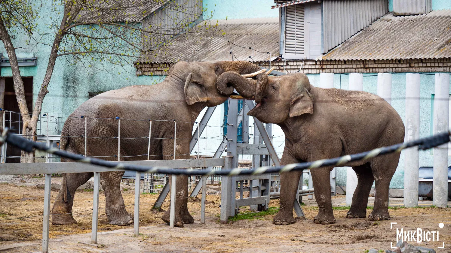 Миколаївський зоопарк, квітень 2026 року. Фото: НикВести, Сергій Овчаришин