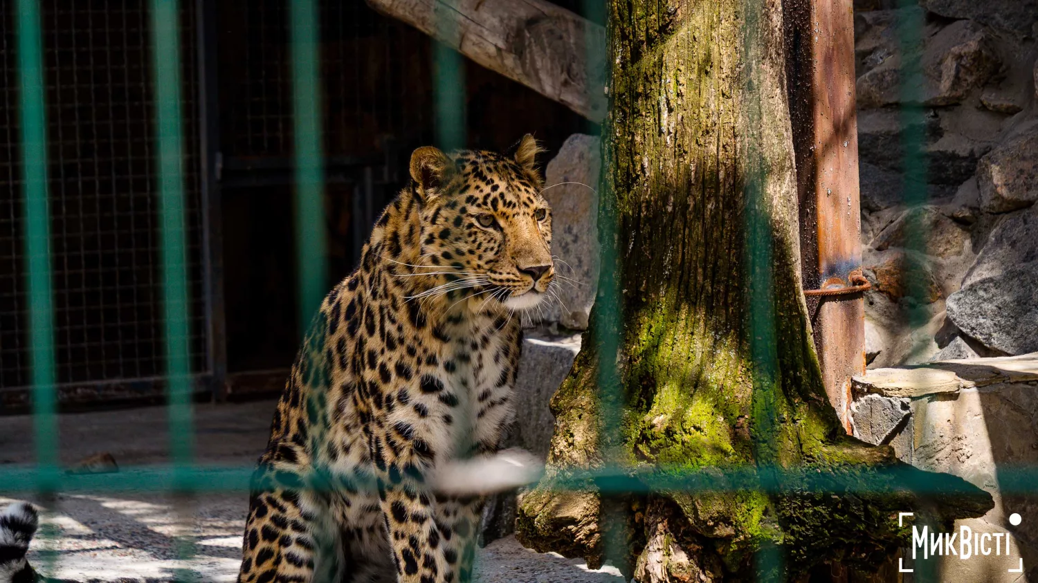 Миколаївський зоопарк, квітень 2026 року. Фото: НикВести, Сергій Овчаришин