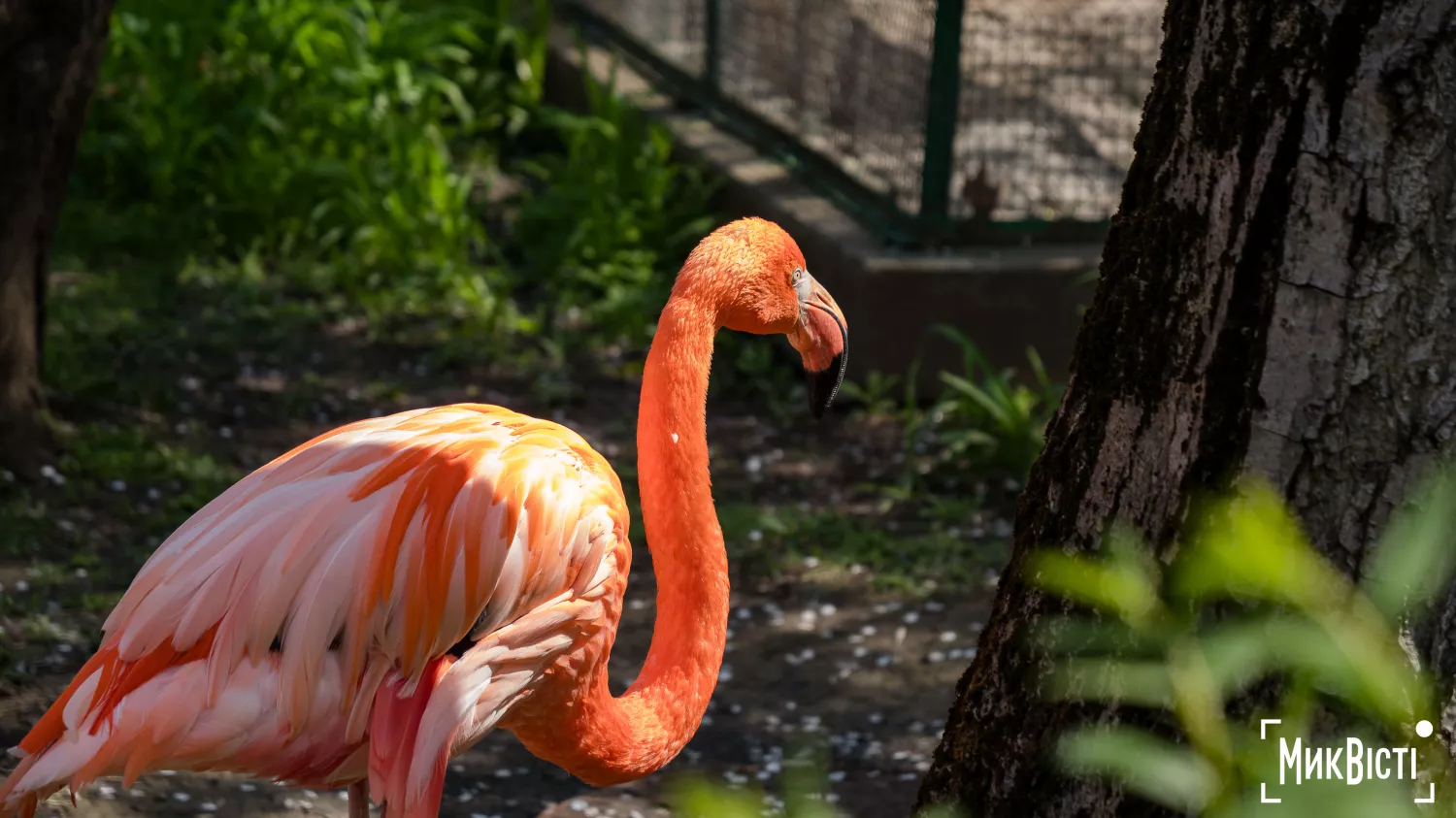 Миколаївський зоопарк, квітень 2026 року. Фото: НикВести, Сергій Овчаришин