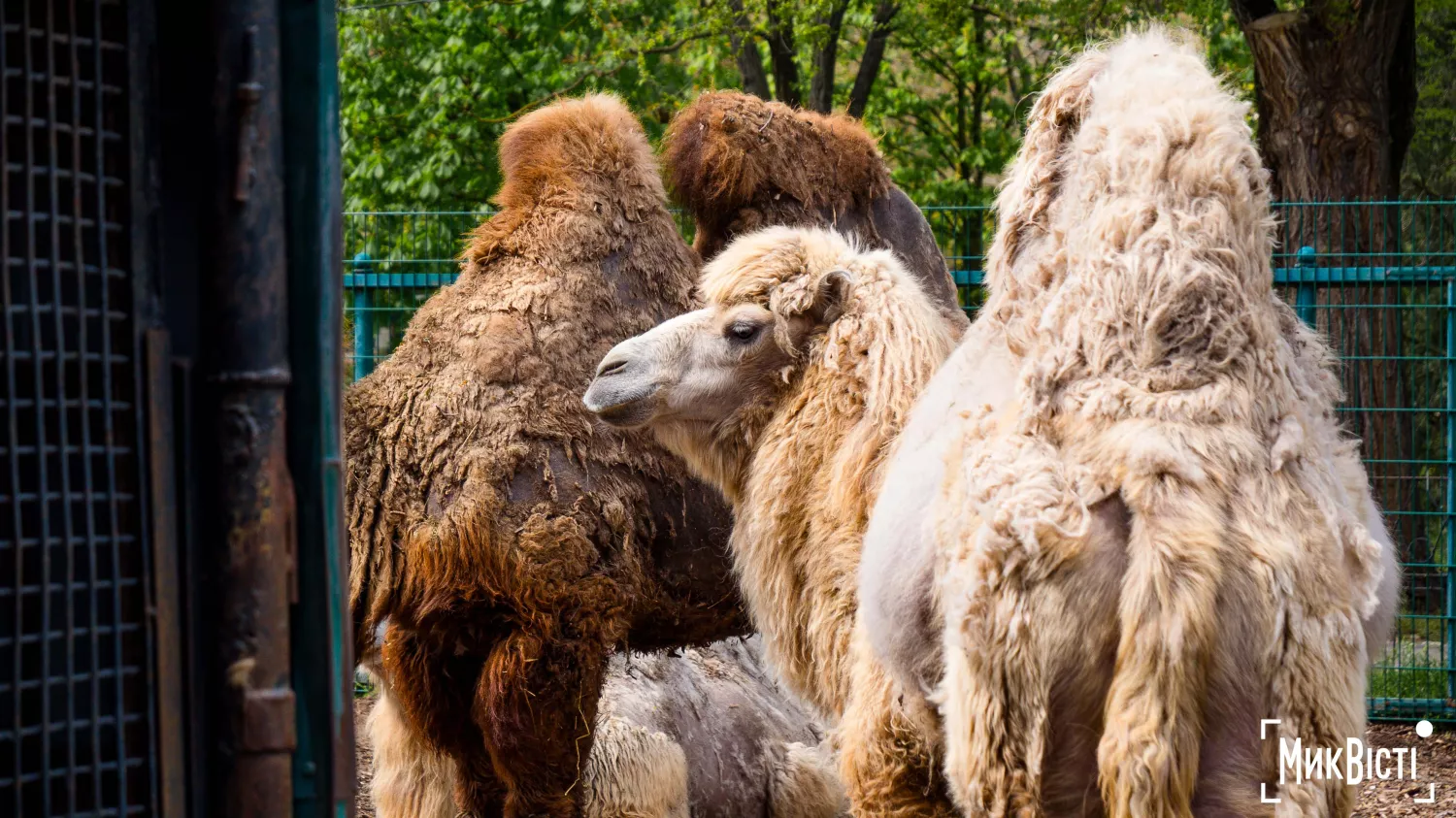 Миколаївський зоопарк, квітень 2026 року. Фото: НикВести, Сергій Овчаришин