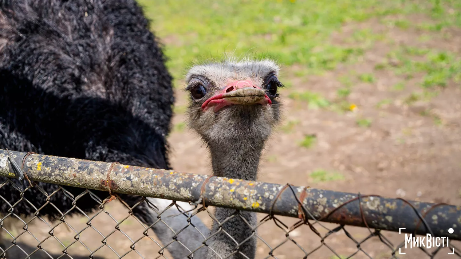 Миколаївський зоопарк, квітень 2026 року. Фото: НикВести, Сергій Овчаришин