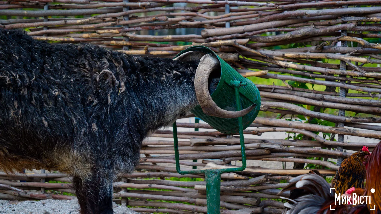 Миколаївський зоопарк, квітень 2026 року. Фото: НикВести, Сергій Овчаришин