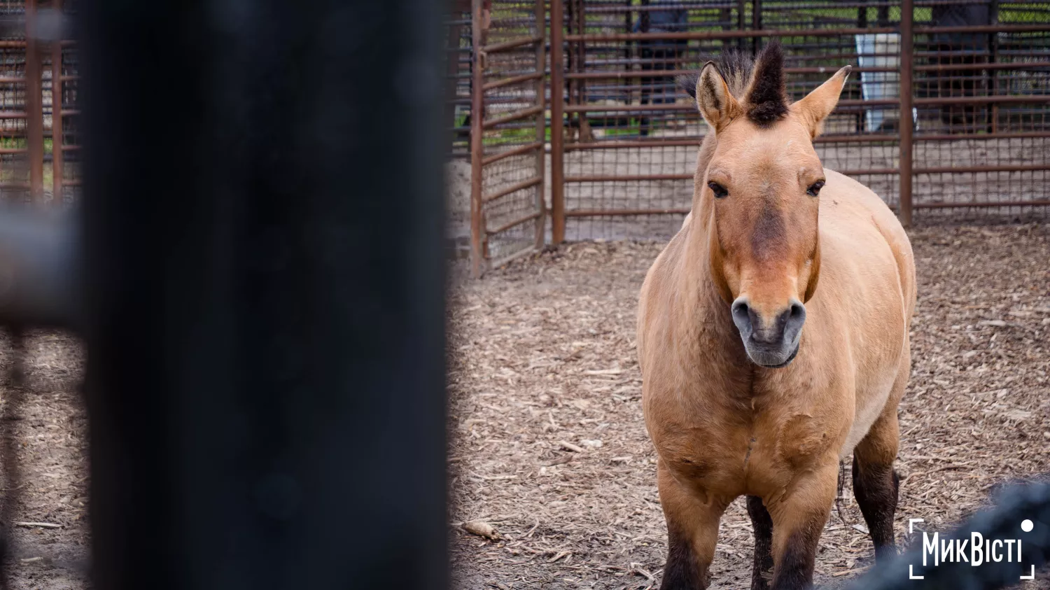 Миколаївський зоопарк, квітень 2026 року. Фото: НикВести, Сергій Овчаришин