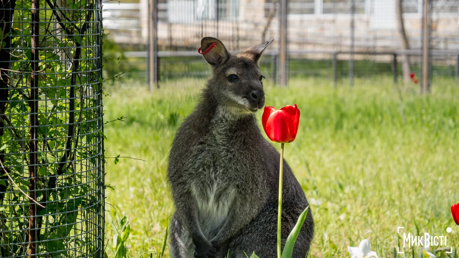 Миколаївський зоопарк, квітень 2026 року. Фото: НикВести, Сергій Овчаришин