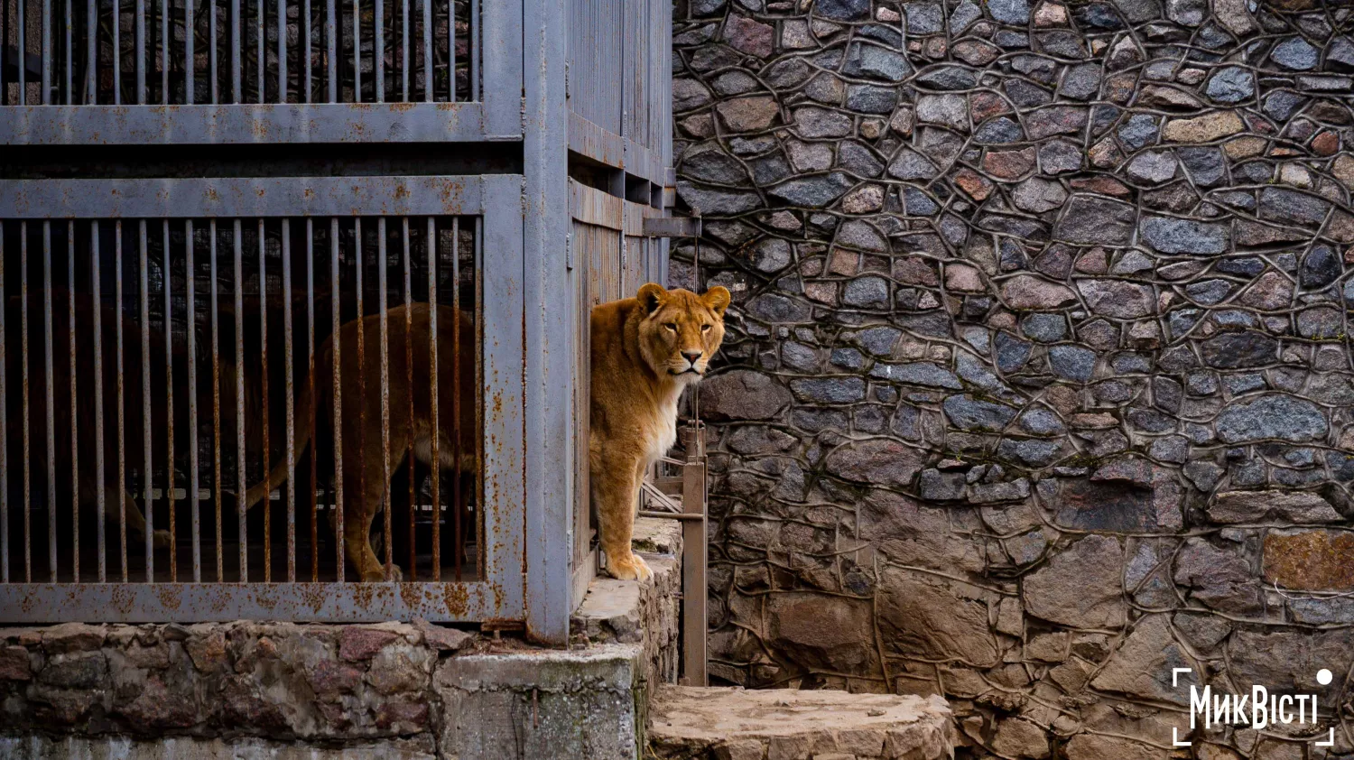 Миколаївський зоопарк, квітень 2026 року. Фото: НикВести, Сергій Овчаришин