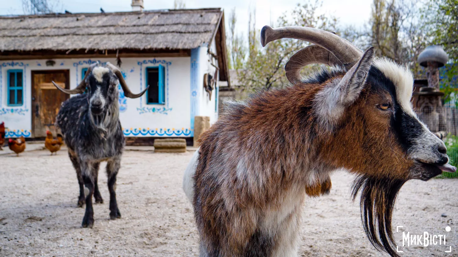 Миколаївський зоопарк, квітень 2026 року. Фото: НикВести, Сергій Овчаришин
