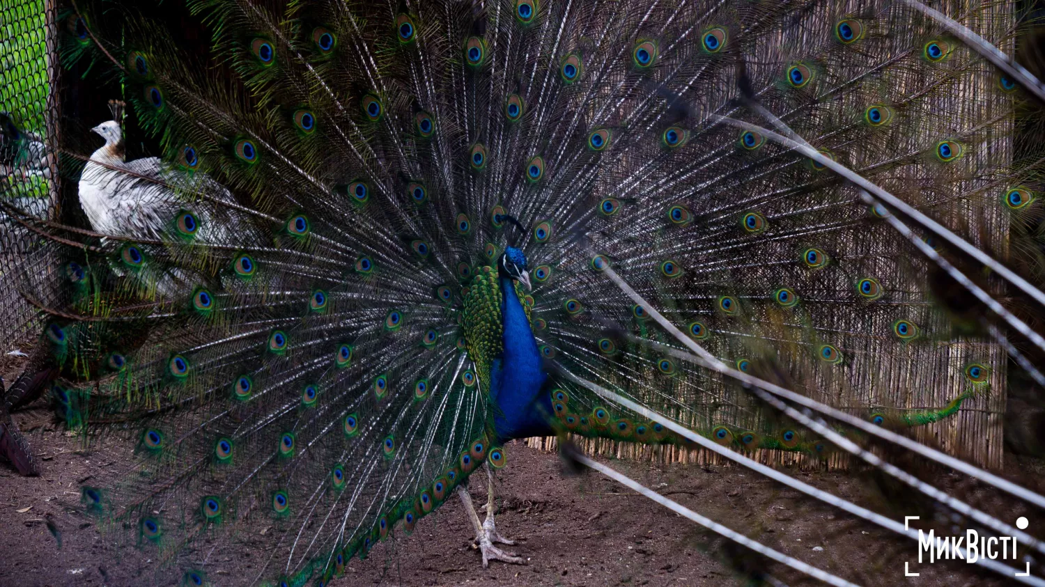Миколаївський зоопарк, квітень 2026 року. Фото: НикВести, Сергій Овчаришин