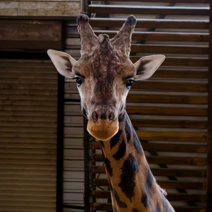 Миколаївський зоопарк, квітень 2026 року. Фото: НикВести, Сергій Овчаришин